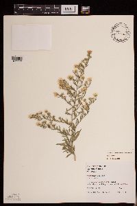 Symphyotrichum ontarionis image