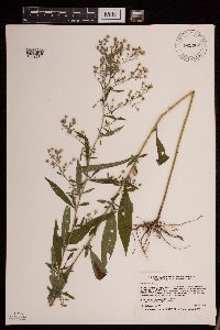 Symphyotrichum ontarionis image