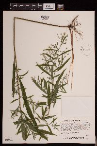 Symphyotrichum ontarionis image