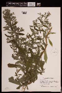 Symphyotrichum ontarionis image