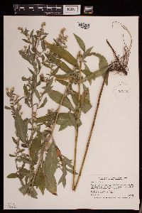 Symphyotrichum ontarionis var. ontarionis image