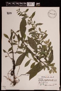 Symphyotrichum ontarionis var. ontarionis image