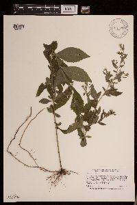 Symphyotrichum ontarionis var. ontarionis image