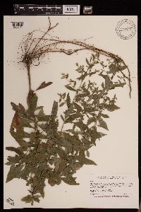 Symphyotrichum ontarionis var. ontarionis image