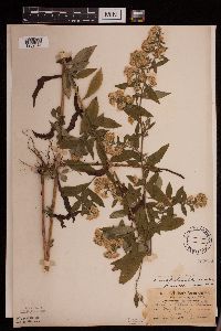 Symphyotrichum ontarionis var. ontarionis image