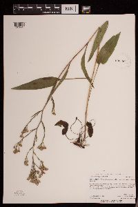 Media resource of Symphyotrichum oolentangiense