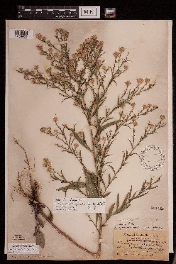 Symphyotrichum oolentangiense x unknown image