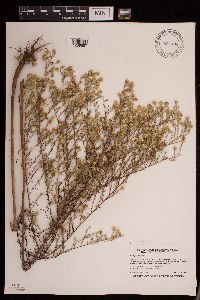 Symphyotrichum pilosum image