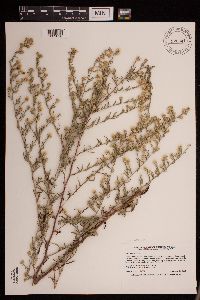 Symphyotrichum pilosum image