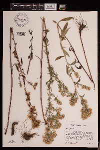 Symphyotrichum pilosum image
