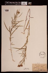 Symphyotrichum boreale image