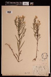 Symphyotrichum boreale image