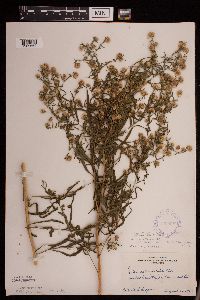 Symphyotrichum praealtum image