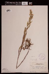 Symphyotrichum praealtum image