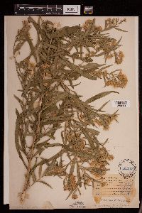 Symphyotrichum praealtum image