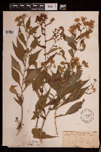 Symphyotrichum prenanthoides image