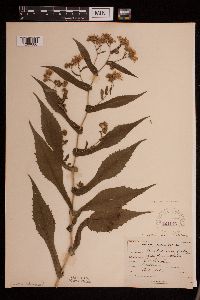 Symphyotrichum prenanthoides image