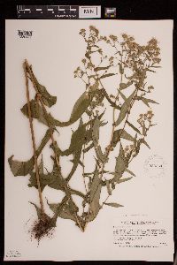 Symphyotrichum prenanthoides image