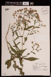 Symphyotrichum prenanthoides image