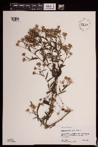 Symphyotrichum puniceum var. puniceum image