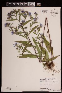 Symphyotrichum puniceum var. puniceum image