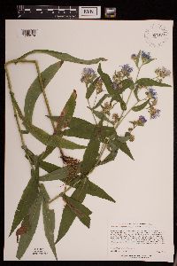 Symphyotrichum puniceum image