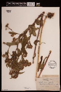 Symphyotrichum puniceum image