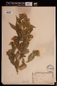 Symphyotrichum puniceum image