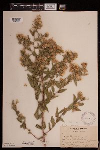 Symphyotrichum puniceum image