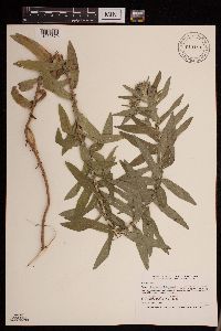 Symphyotrichum puniceum var. puniceum image