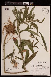 Symphyotrichum puniceum image