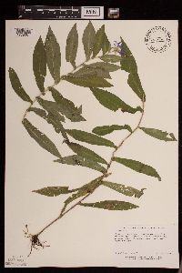 Symphyotrichum puniceum image