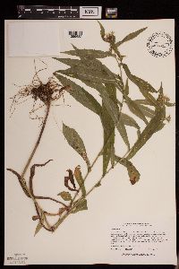 Symphyotrichum puniceum image