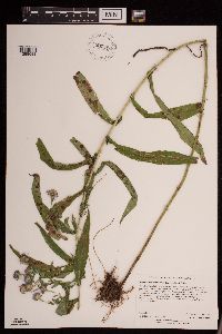 Symphyotrichum puniceum var. puniceum image