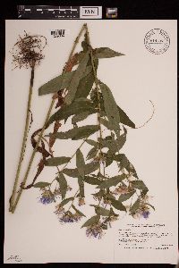 Symphyotrichum puniceum image