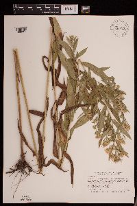 Symphyotrichum puniceum var. puniceum image