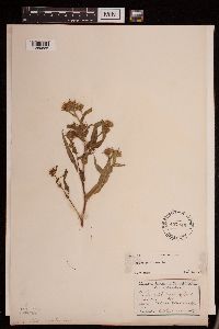thumbnail image of current specimen
