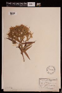 Symphyotrichum puniceum image