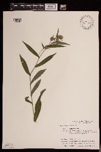 Symphyotrichum puniceum image