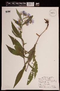 Symphyotrichum puniceum image