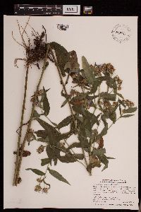 Symphyotrichum puniceum image