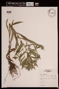 Symphyotrichum puniceum image