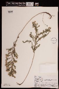 Symphyotrichum ericoides image