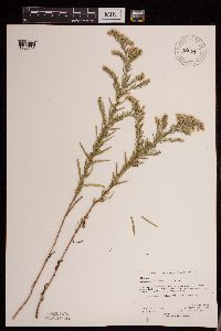 Symphyotrichum ericoides image