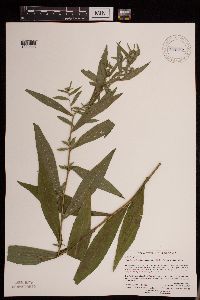 Symphyotrichum lanceolatum var. lanceolatum image