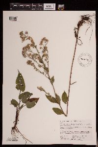 Symphyotrichum drummondii image