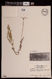 Symphyotrichum lanceolatum var. lanceolatum image