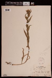 Symphyotrichum lanceolatum var. lanceolatum image