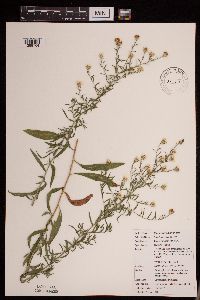 Symphyotrichum pilosum image