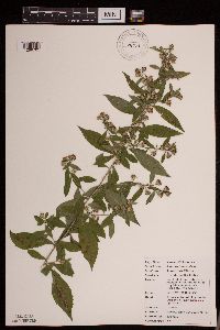 Symphyotrichum lateriflorum image